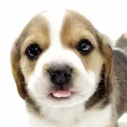 【 ビーグル 】思わず目を引くキュートなルックスのビーグルガールが登場!