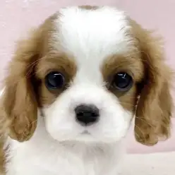 【 キャバリア 】王道の美しさを受け継ぐブレンハイムのキャバリアが仲間入り！