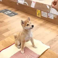 【 城山トレーニングダイアリー 】豆ちゃんの初めてのトレーニング