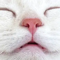 【 マンチカン 】レアショット「舌チロ」「クチパカッ」隠されたメッセージは?!