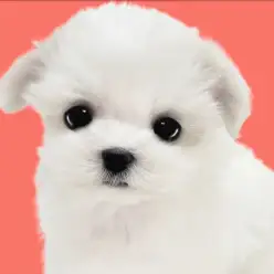 【 マルチーズ 】目ヂカラ最強の小さめサイズ!プレミアムな女の子が電撃入店!