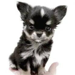 【 チワワ 】ブラックタン&ホワイトのコントラストが美しい女の子