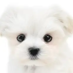 【 MIX 】両親譲りの可愛さあふれるオンリーわんこ！激かわミックスのマルポメ！