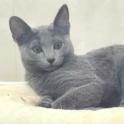 【 ロシアンブルー 】社交性抜群フレンドリーに成長！マルっと東川口日和No.144