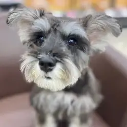 【 ミニチュアシュナウザー 】生後5ヶ月前にある変化？！小さな成長発見！