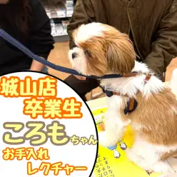 【 お迎え後無料相談風景 】卒業生シーズーのころもちゃんの来店