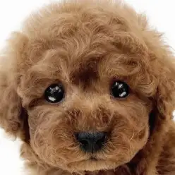 【 トイプードル 】懐っこく穏やかなレッドカラーのぬいぐるみ系プリンスが入店！