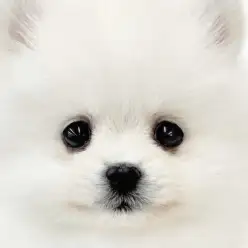 【 ポメラニアン 】パパは超名門のシャオリア！プレミアム認定の圧倒的な可愛さ！