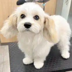 【 MIX キャバション 】城山っ子成長報告！〜がんばれカット編〜