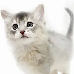 【 ソマリ 】マルワンプレミアムの希少ブルー！すべてが最上級の甘え猫！