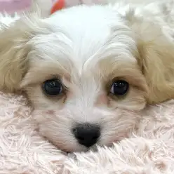 【 MIX 】キャバリア☓ビションフリーゼの女の子が横浜鶴見店に仲間入り！