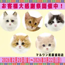 【 お知らせ 】お客様大感謝祭開催中！マルワン武蔵浦和店の子猫をご紹介