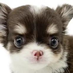 【 チワワ 】可愛いさプレミアム級！甘く優しいチョコレート色の天使爆誕！