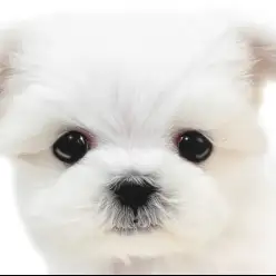 【 マルチーズ 】マズル短めの超ドワーフ体型が魅力！純白の王子東京都大田区に現る