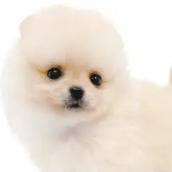 【 ポメラニアン 】生後2ヶ月体重635g！手乗りもできる爆毛たぬきポメ！