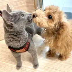 【 ロシアンブルー 】社交性抜群フレンドリーに成長！マルっと東川口日和No.144