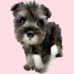 【 ミニチュア・シュナウザー 】抜け毛が少ないソルト&ペッパーの男の子！