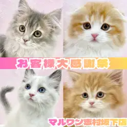 【 お知らせ 】お客様大感謝祭開催！マルワン板橋志村坂下店のネコちゃんをご紹介！