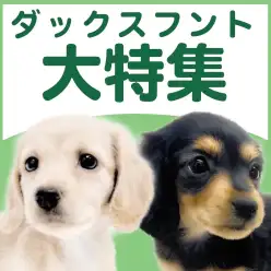 【 ダックスフント特集 】2/19現在在店中の胴長短足ワンコ！最新動画付き！