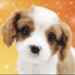 【 キャバリア 】希少なロザンジュを持つ濃いめブレンハイムの温厚な女の子！