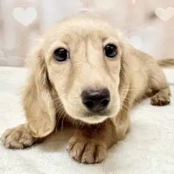 【 ミニチュアダックスフント 】生後100日！現在の様子をまるっとお届け！