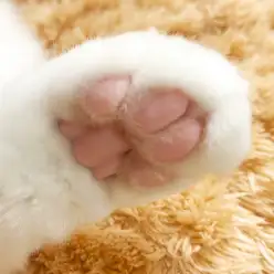 【 ラグドール 】触感的・心理的ご褒美?!チラッと見えるぷにぷに肉球の可愛さ。