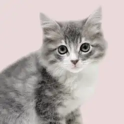 【 サイベリアン】鶴ヶ島店の人気者！凛とした気品が魅力的な人懐っこい男の子