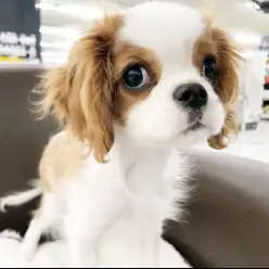 【 キャバリア 】一緒に暮らす姿が想像出来る！丁度良い距離感の女の子