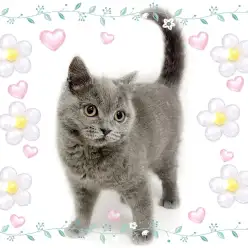 【 ブリティッシュショートヘア 】超甘えん坊な女の子!ほっこり北通vol.270