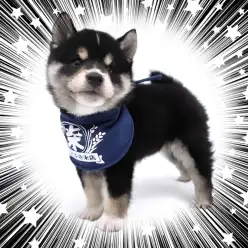【 黒豆柴 】激レア！子犬らしいぽちゃっとボディが最高に可愛い！