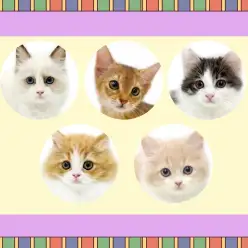 【 お知らせ 】お客様大感謝祭開催中！マルワン武蔵浦和店の子猫をご紹介