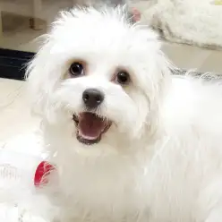 【 MIX 】満開の笑顔がかわいい！大人気MIX犬、キャバションの女の子！