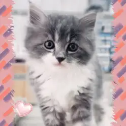 【 サイベリアン 】生後2ヶ月の男の子ナデナデ大好き！ほっこり北通Vol.273