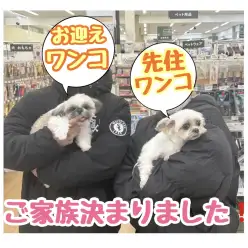 【 シーズー 】 お家が決まったよ！おめでとうシーズーちゃん！