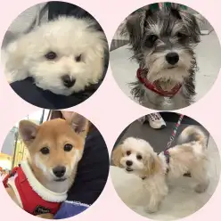 【 しつけ個別相談会 】愛犬との絆の結び方レクチャーとお悩み相談！