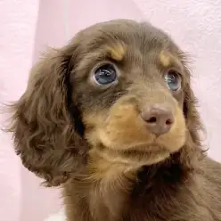 【 ミニチュアダックスフント 】大人気のチョコタンカラー!ダックスちゃんが登場!