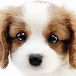 【 キャバリア 】天真爛漫な愛されガール!優しく明るい太陽のような存在感に注目!