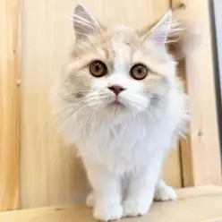 【 サイベリアン 】フレンドリーニャンコ様は上下運動で元気いっぱい！