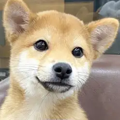 【 柴犬 】志村Times12号！生後4か月を迎えた柴くんの成長記録！！