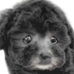 【 トイプードル 】エレガントな輝きを放つシルバートイプードルの女の子！