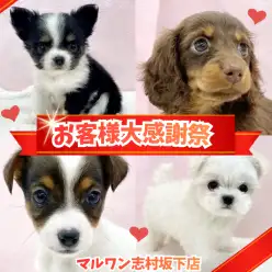 【 お知らせ 】お客様大感謝祭開催！マルワン板橋志村坂下店のワンちゃんをご紹介！