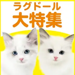 【 ラグドール特集 】2/19現在在店中の青い瞳が美しいぬいぐるみにゃんこ！