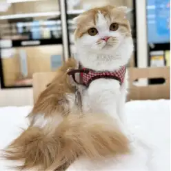 【 スコティッシュフォールド 】フレンドリーで愛らしい小さめ天使