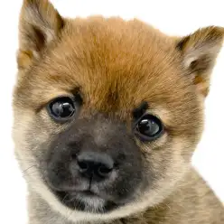 【 豆柴 】生後2ヶ月で1kg！？横浜元町にちっちゃい柴がやってきた！