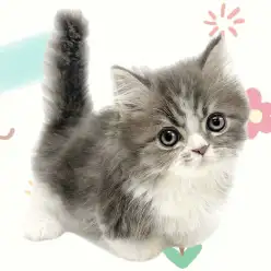 【 ミヌエット 】希少尽くし！短足界の貴公子現るマルっと東川口日和No.153