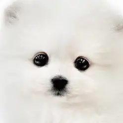 【 ポメラニアン 】クリームカラーの愛情深き女子！マルワンプレミアムのたぬきポメ