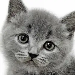 【 ブリティッシュ 】艶やかなブルーの毛色と丸顔＆個性的な性格のギャップがイイ！