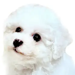 【 ビションフリーゼ 】ふわふわ小柄！真っ白アフロ予備軍の男の子！