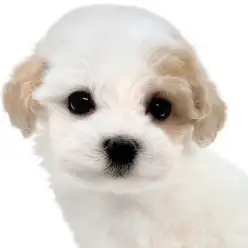 【 マルプー】キャバションを彷彿させるレアカラー！ぬいぐるみ系MIXの女の子！