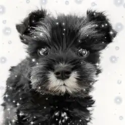 【 ミニチュアシュナウザー 】外見も中身もとってもキュートなシュナちゃん